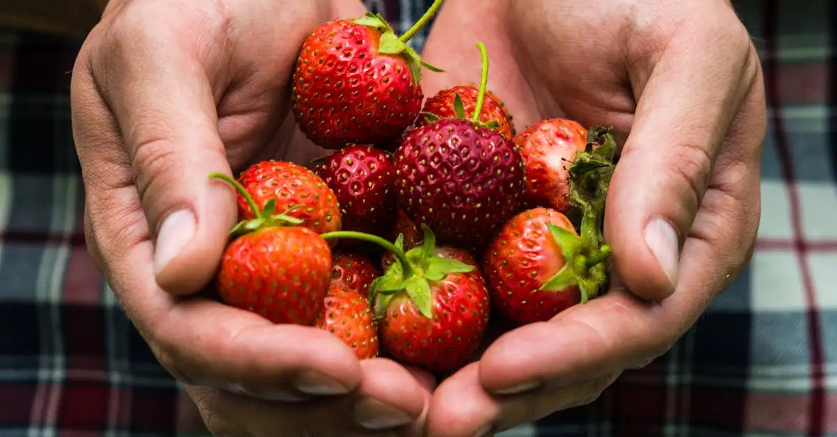 Aardbeien plukken in de buurt