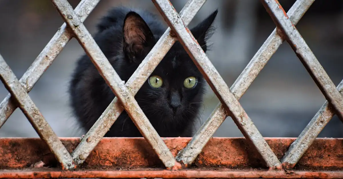 Agressieve kat in de buurt