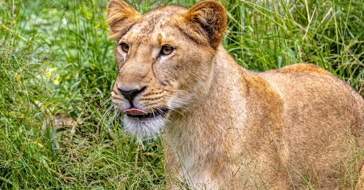Dierenpark in de buurt