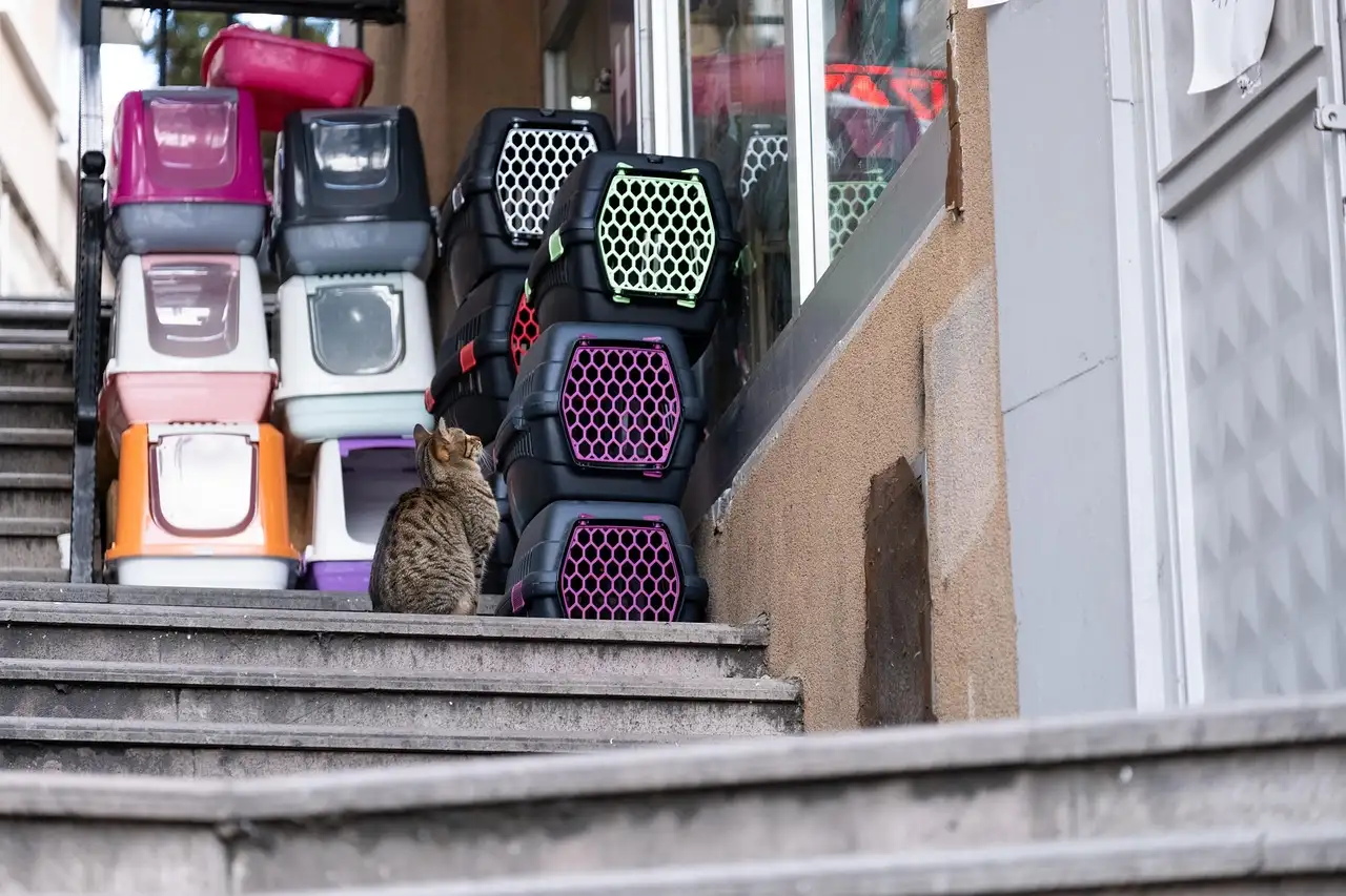 Petsplace in de buurt