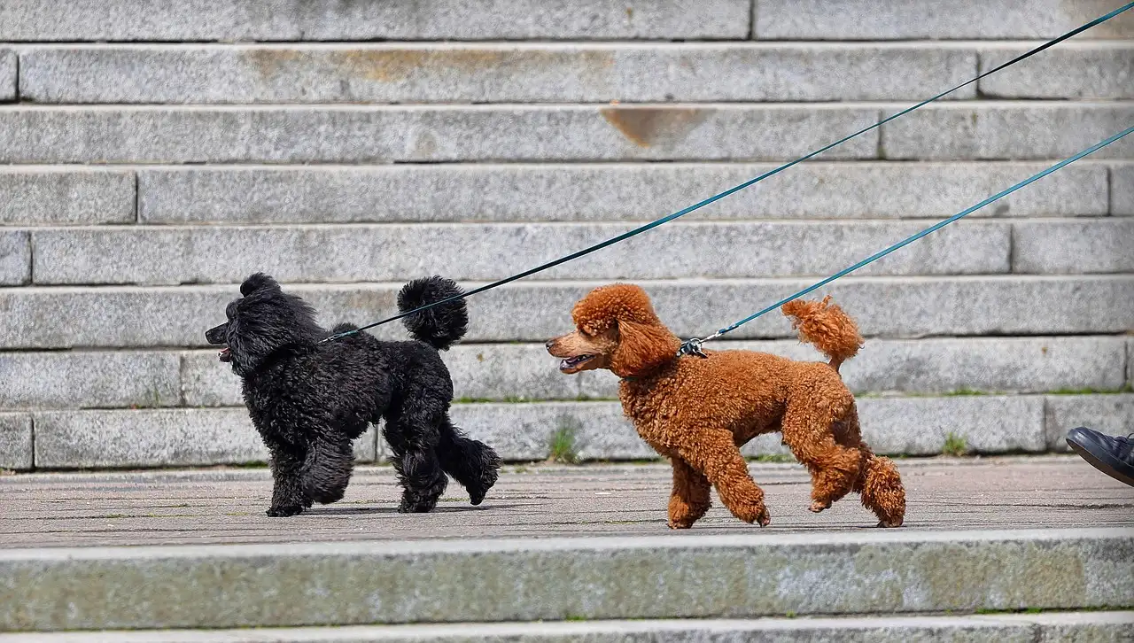 Honden uitlaten in de buurt
