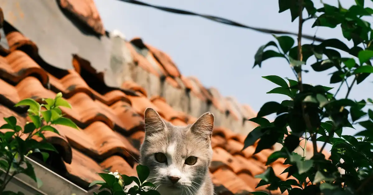 Kat vermist buurt