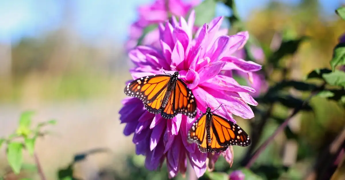 Vlindertuin in de buurt